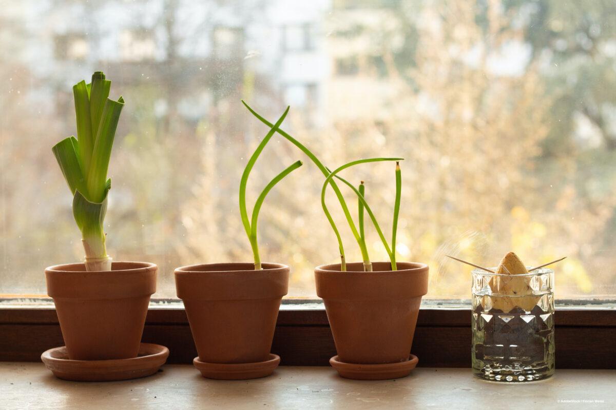 Regrowing – Grow your own vegetables from leftovers