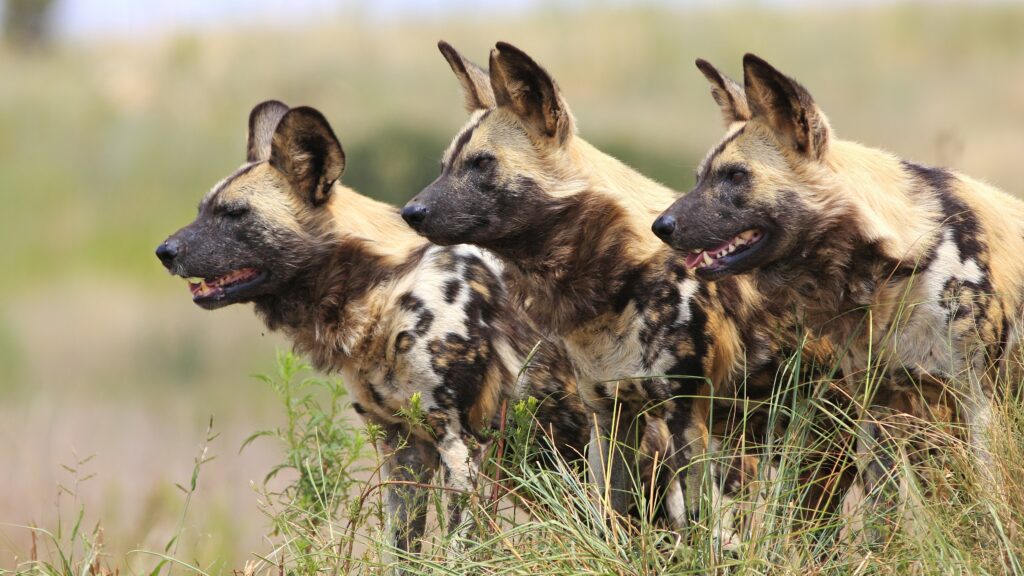 wild dogs in South Africa
