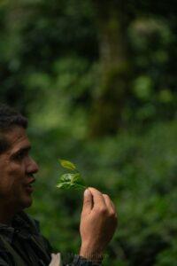 grean tea leaves and farmer Inkaterra Peru