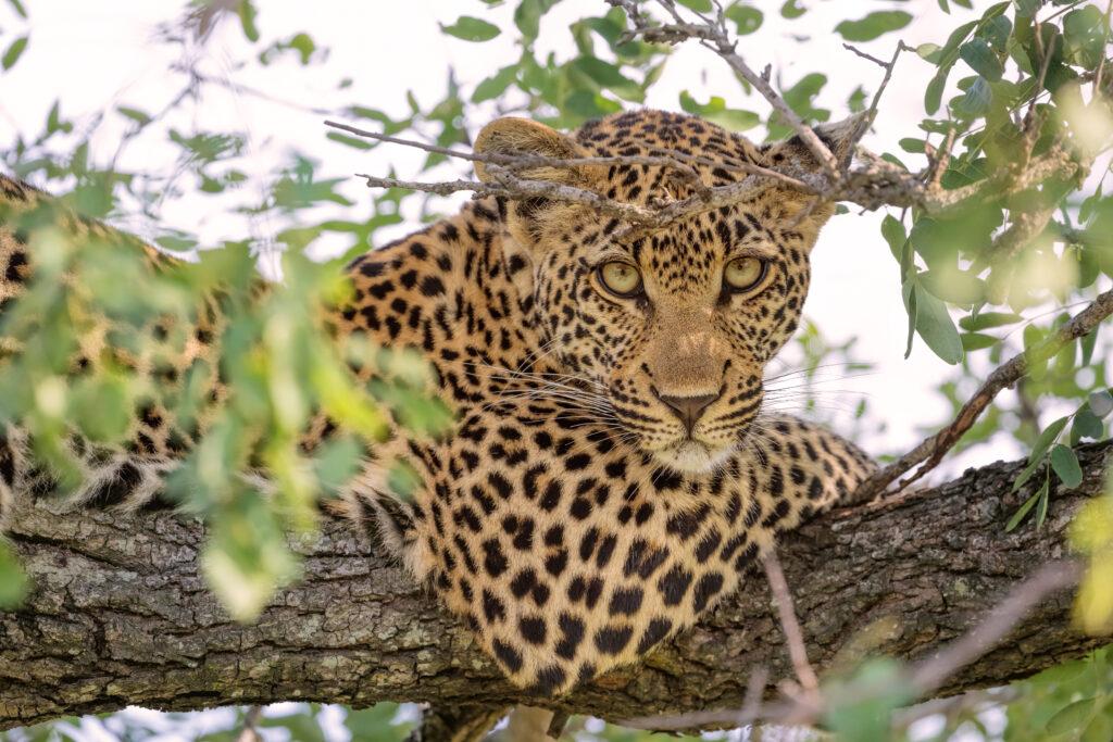 Leopard on a tree looks directly into the camera