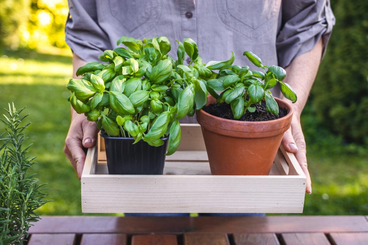 How to keep your basil plant alive for more than a week
