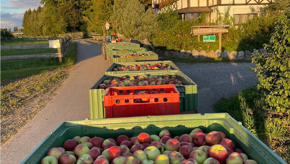 Apple harvest at Gerbehof Nature Resort – sustainable vacation on Lake Constance, Germany