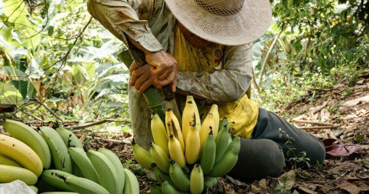 Are bananas a good addition to the breakfast buffet, or are they bad for the climate?
