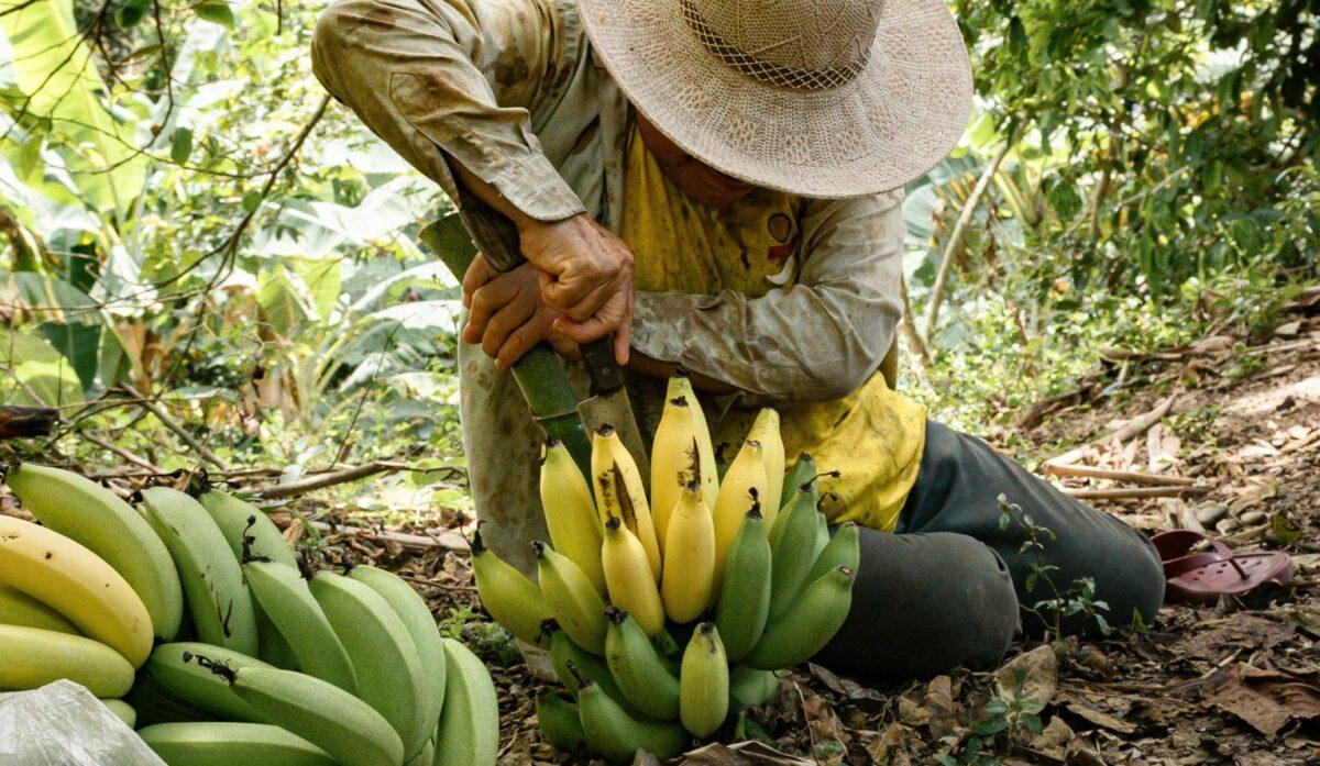Are bananas a good addition to the breakfast buffet, or are they bad for the climate?