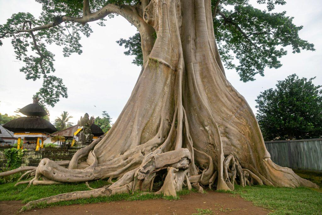 Banyan Baum in Bali