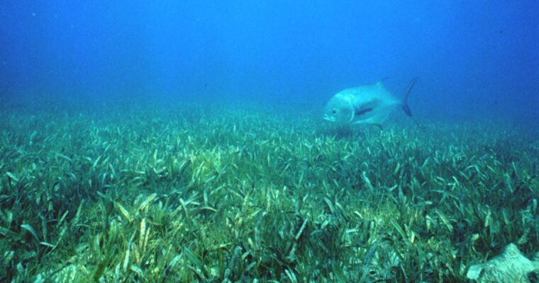 Unassuming CO2 Reservoirs in Danger: How Tourism Threatens Seagrass Beds