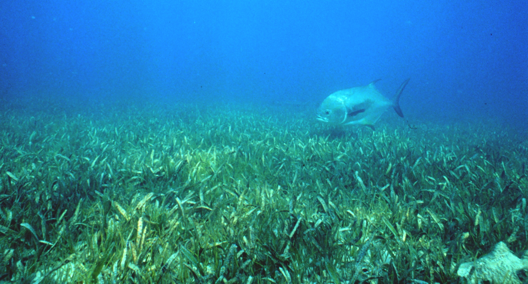 8 Facts about Blue Carbon and how it helps to protect the climate