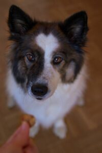 Dog waiting for a treat