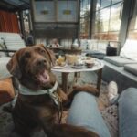 Hund im Hotel | Dog-friendly hotels | Urlaub mit Hund | ©Marco Schnyder | CERVO Mountain Resort