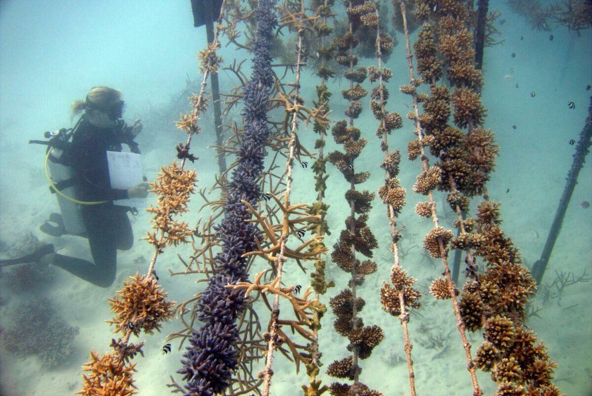 Of Manta rays and corals: Sustainable vacation in the Maldives