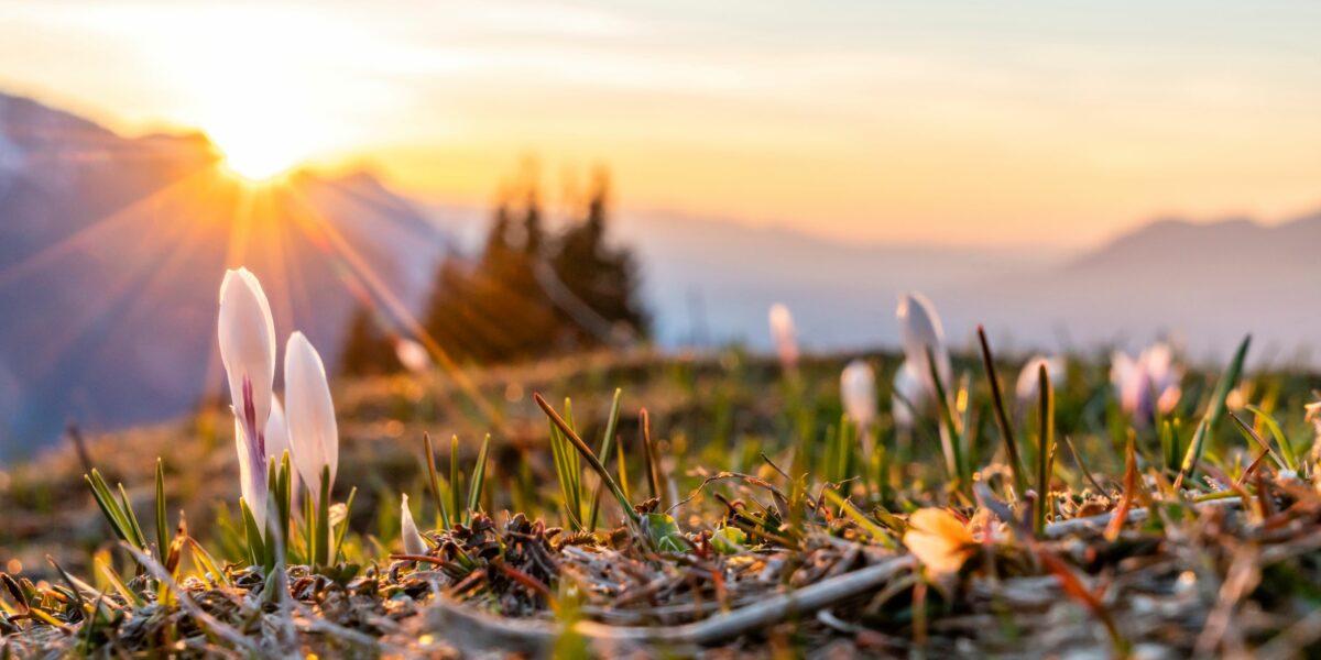 Early bloomers – The first heralds of spring to come