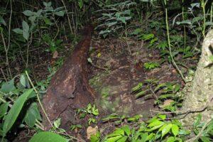 Dense forest floor with bright green leaves surrounds a fallen tree trunk that is partially covered by vegetation. The scene appears disturbed. 