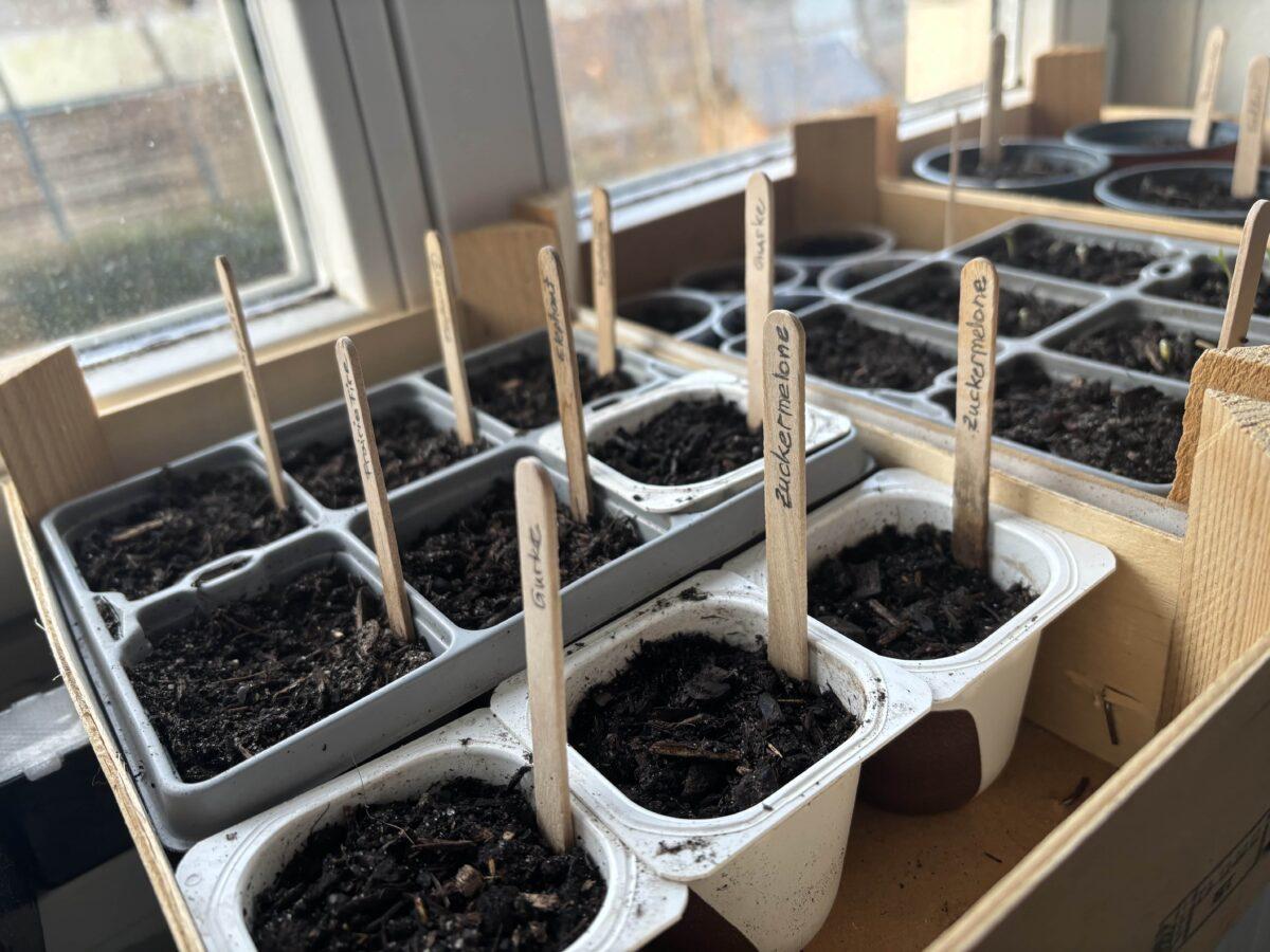 Sowing seeds in January? These vegetables are suitable