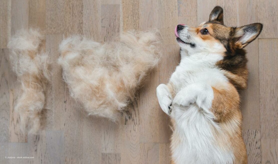 Save resources: Donate dog fur