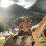 Labrador dog on a sun chair at the Dog-friendly Hotel CERVO Mountain Resort - Hotelurlaub mit Hund | ©Marco Schnyder - CERVO Mountain Resort