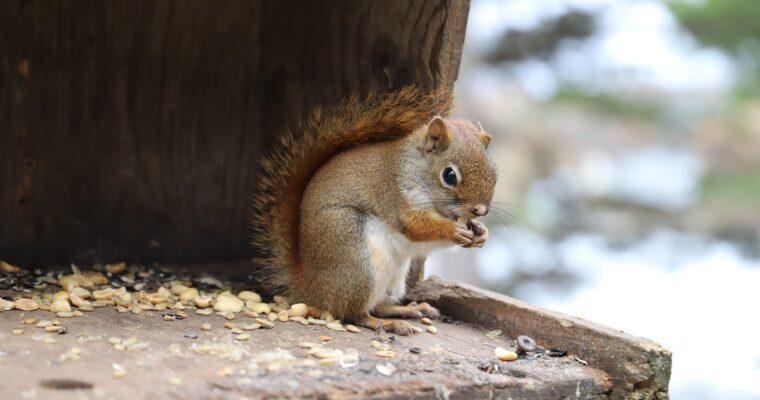Should you feed squirrels in the winter? Here’s why it’s generally not a problem
