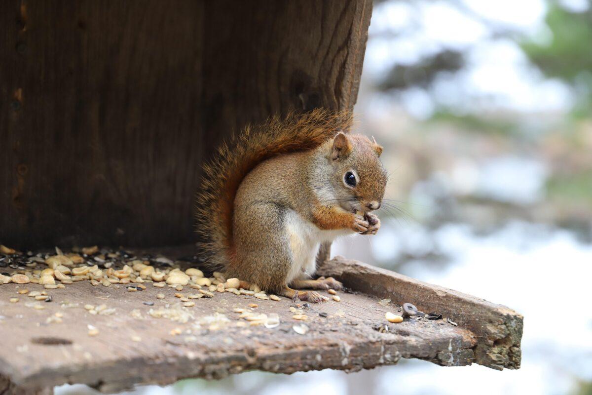 Should you feed squirrels in the winter? Here’s why it’s generally not a problem