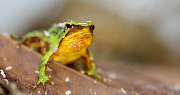 The Darwin Frog: A wonder of nature threatened with extinction