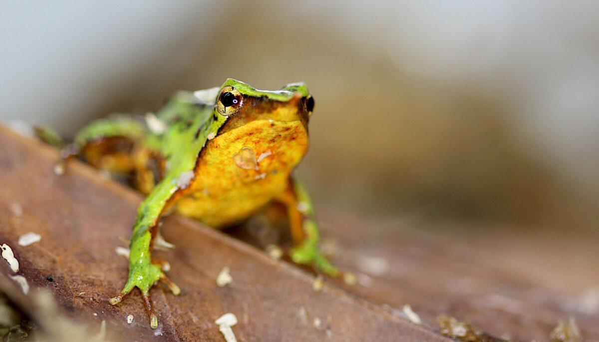 The Darwin Frog: A wonder of nature threatened with extinction