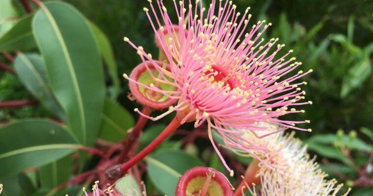 Can exotic plants be sustainable?