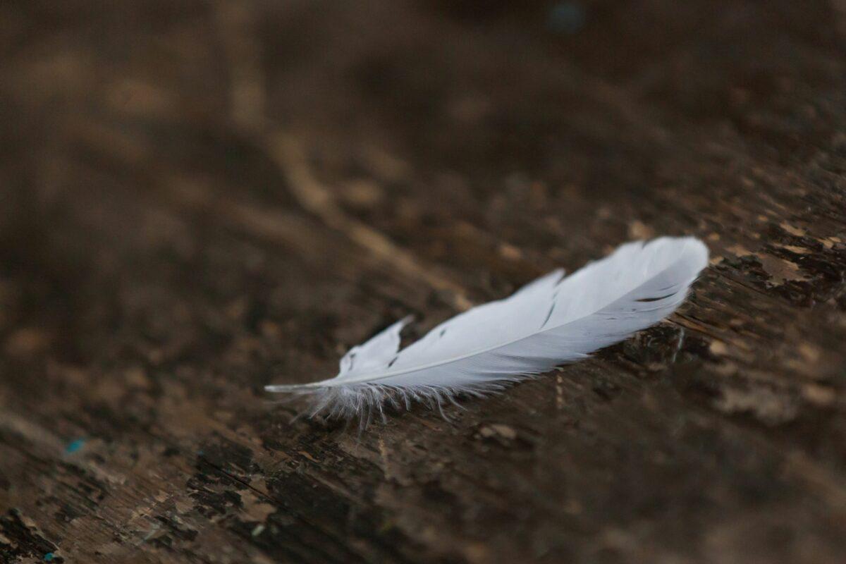 Collecting feathers on vacation – What you need to know