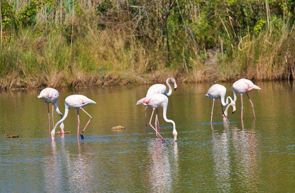 Bird watching is a sustainable hobby. 