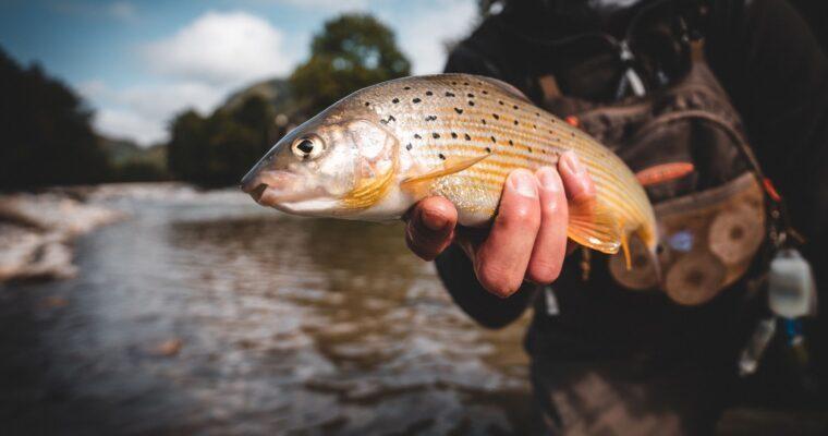 Good Fish List 2026: These species are fine to eat