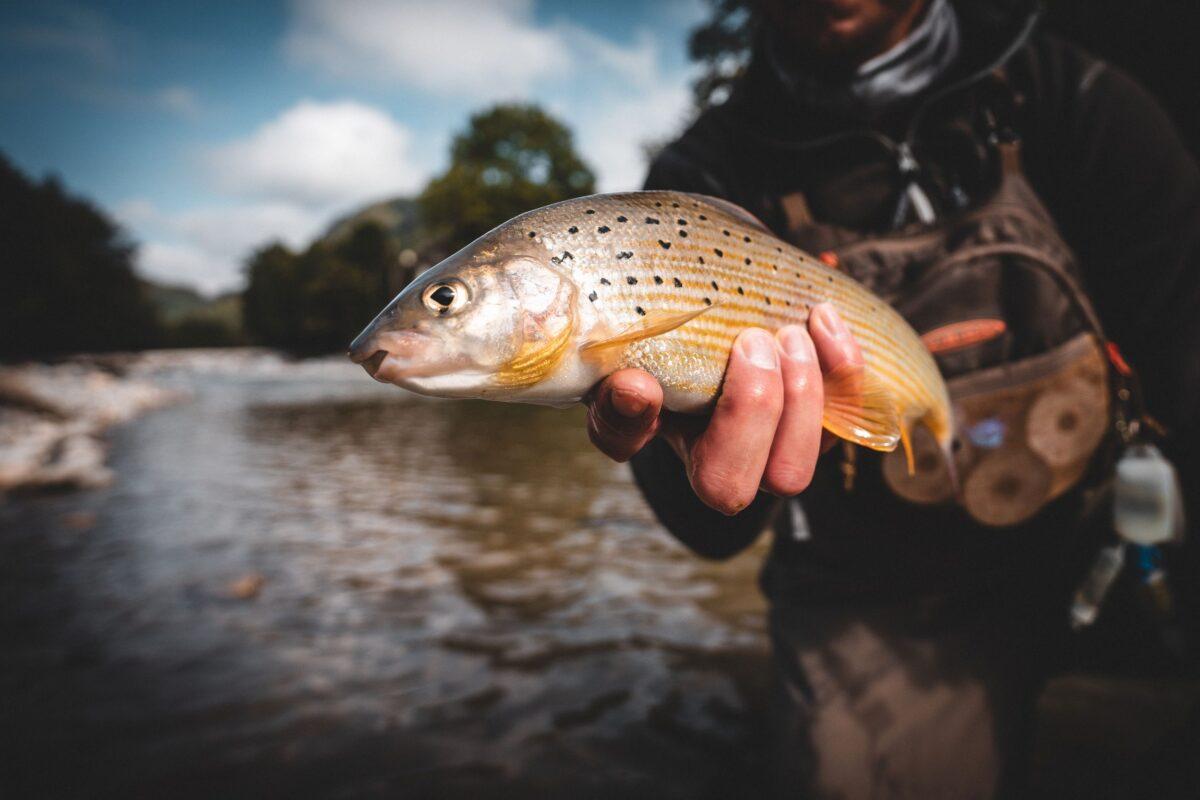 Good Fish List 2026: These species are fine to eat