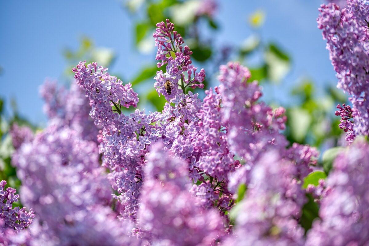 New study shows: These are the best flowers for bees