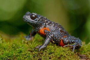 Galaxy frog in the Western Ghats, India, with photo taken by conservationist Rajkumar K P as part of conservation project