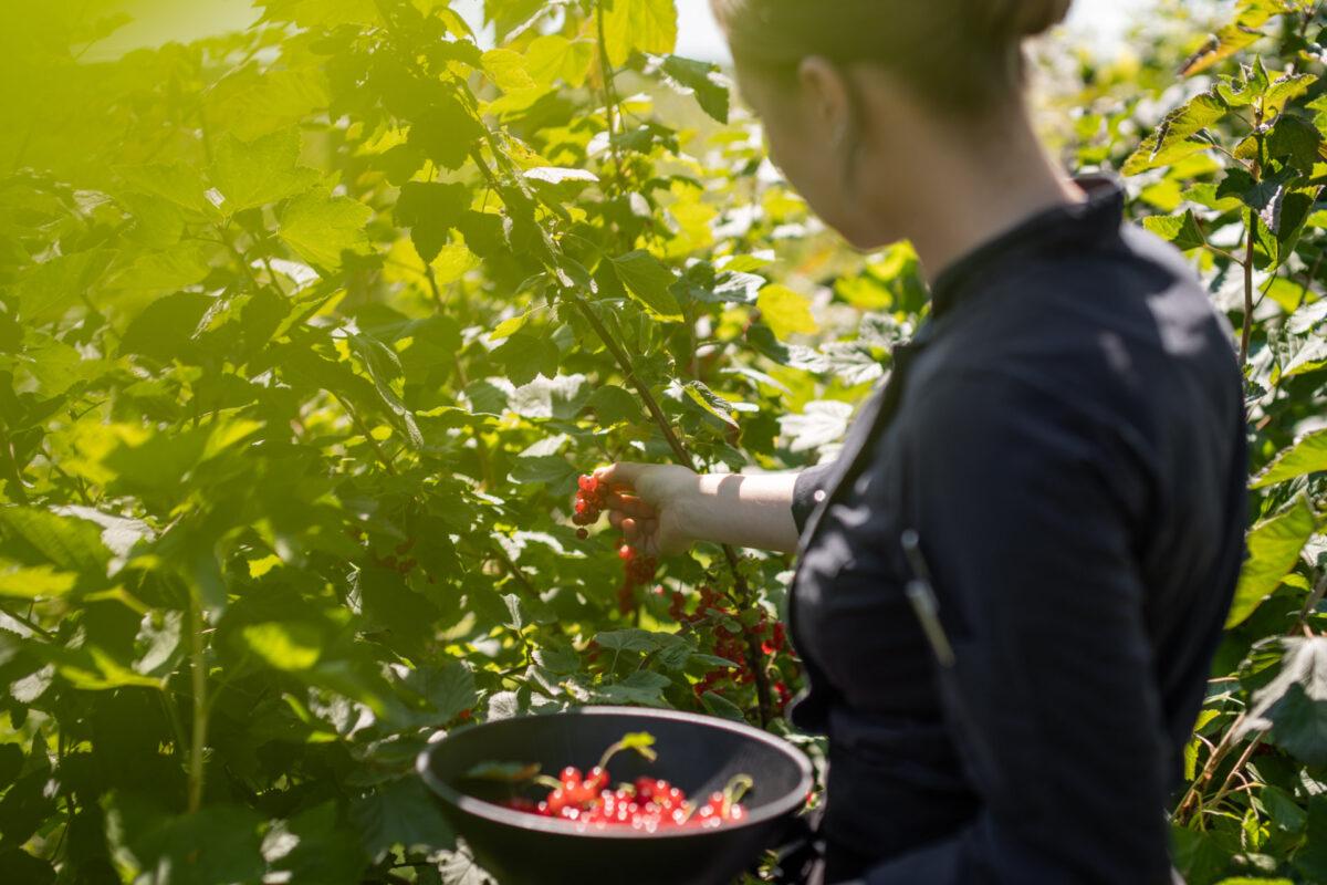 Snack Garden