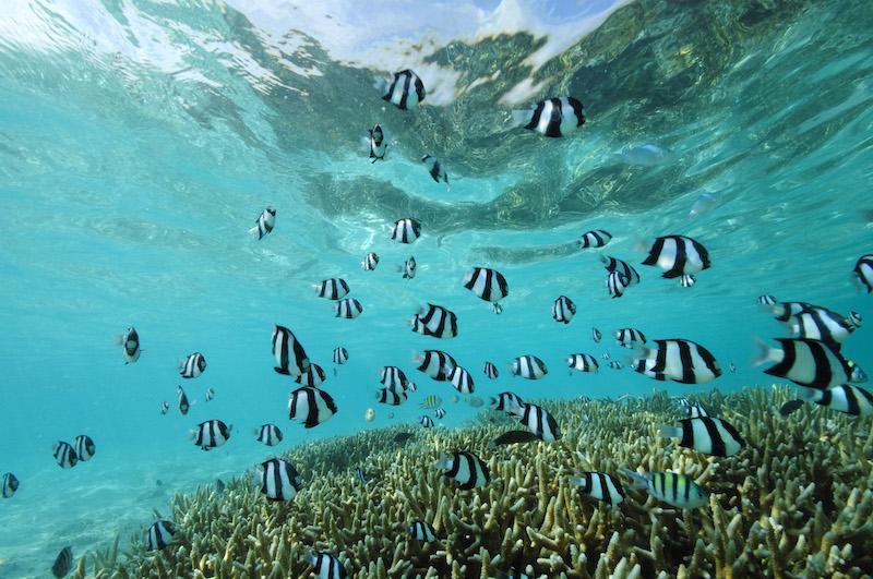 Eco-friendly scuba diving with fun factor
