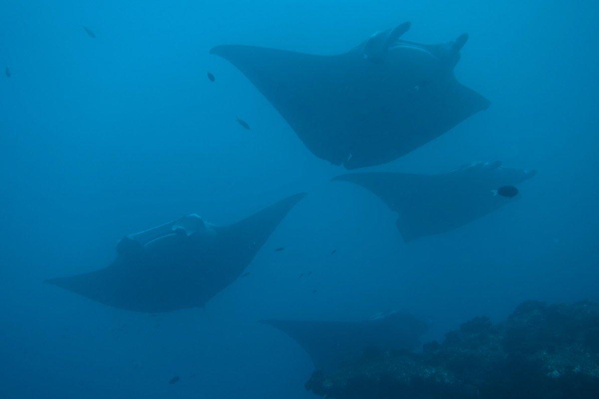 Manta Rays - sustainable diving maledives 