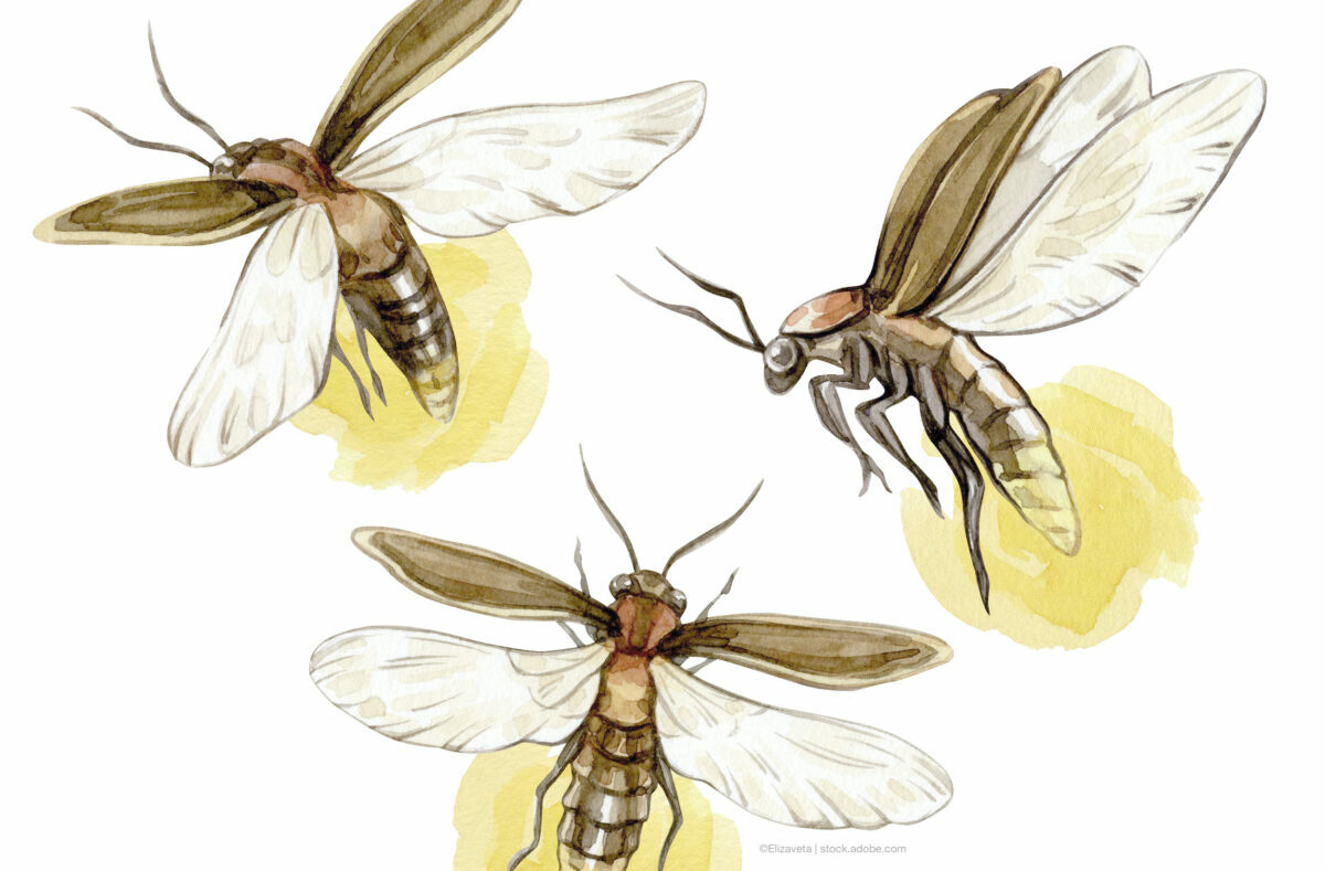 Why do fireflies glow?