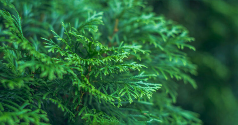 Needle branches as a snail deterrent