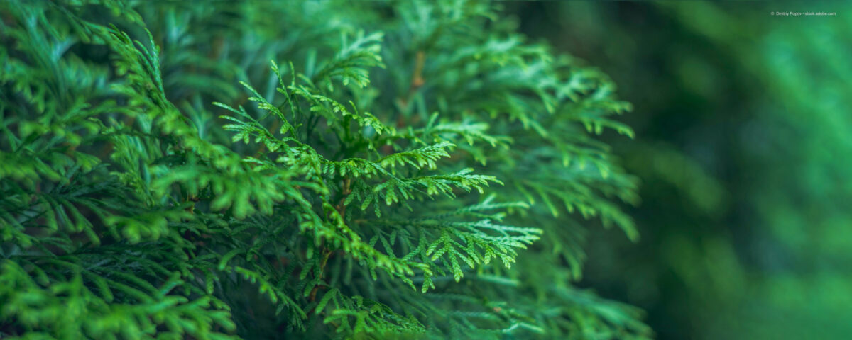 Needle branches as a snail deterrent