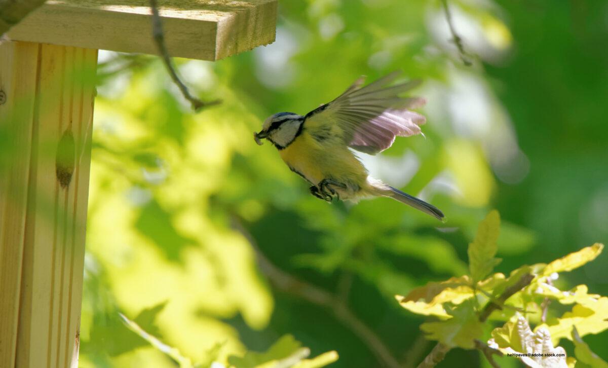 Hang up nesting boxes