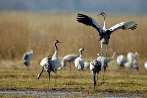 Gut Nisdorf, Ostsee, Kraniche, Naturparks und Naturschutzgebiete