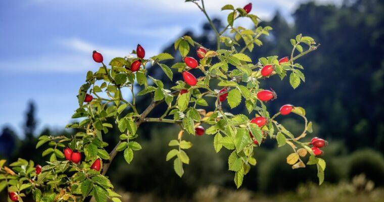 Autumn is rosehip season — a local superfood!