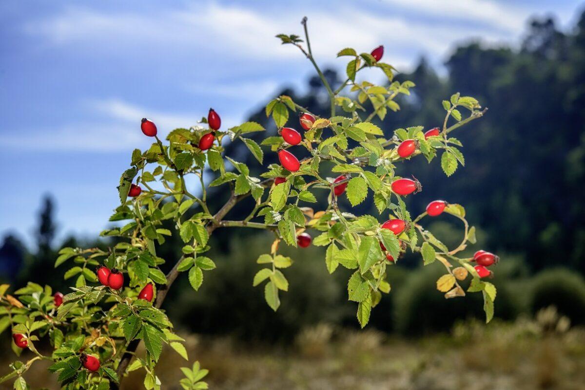 Autumn is rosehip season — a local superfood!