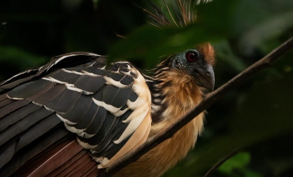 Close-up of a hoatzin bird sitting among lush green foliage. It has striking black, cream, and brown feathers, a feathered crest, and bright red eyes. The scene appears peaceful and natural.