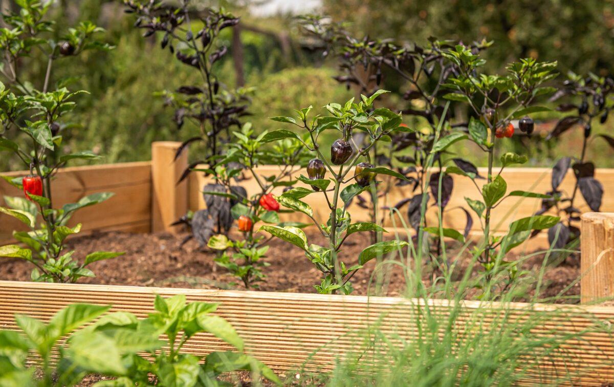 This is how I plan my raised bed for 2024