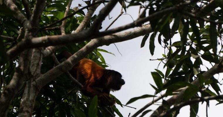Responsibility as wildlife photographers (and how you can do better)