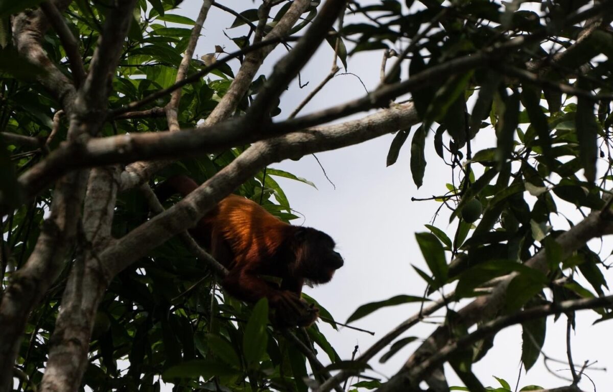 Responsibility as wildlife photographers (and how you can do better)