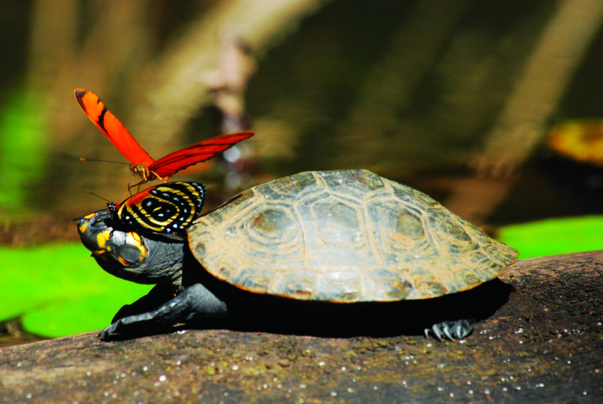 Rainforest protection – sustainable tips for everyday life and travel