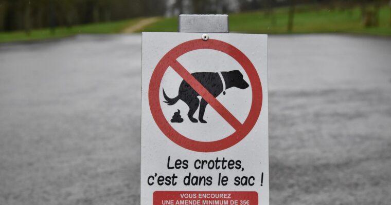Holidays with your dog? Here are the fines you could face worldwide for not picking up after your dog