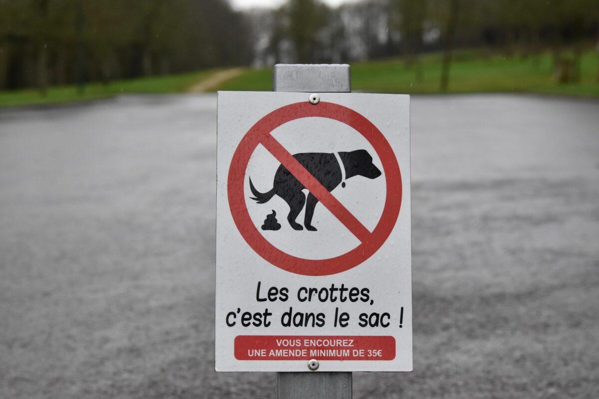 Holidays with your dog? Here are the fines you could face worldwide for not picking up after your dog