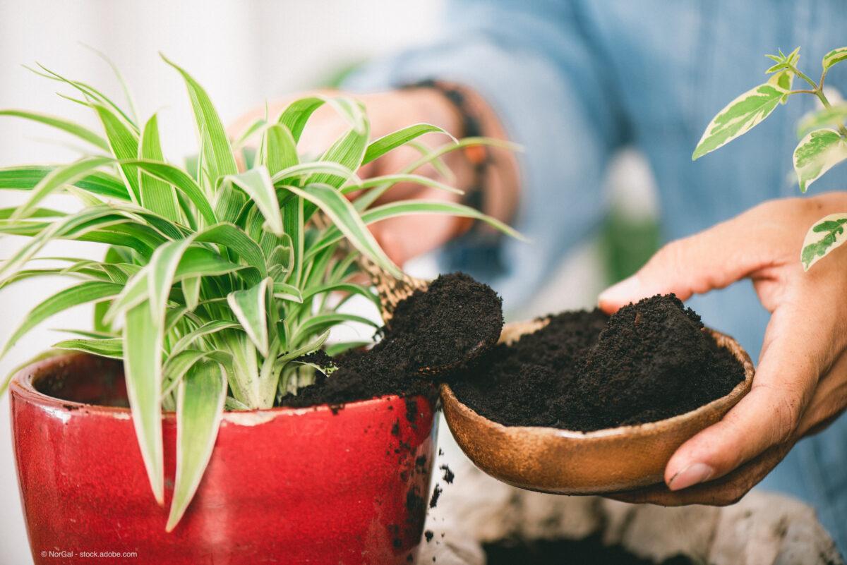 5 uses for coffee grounds