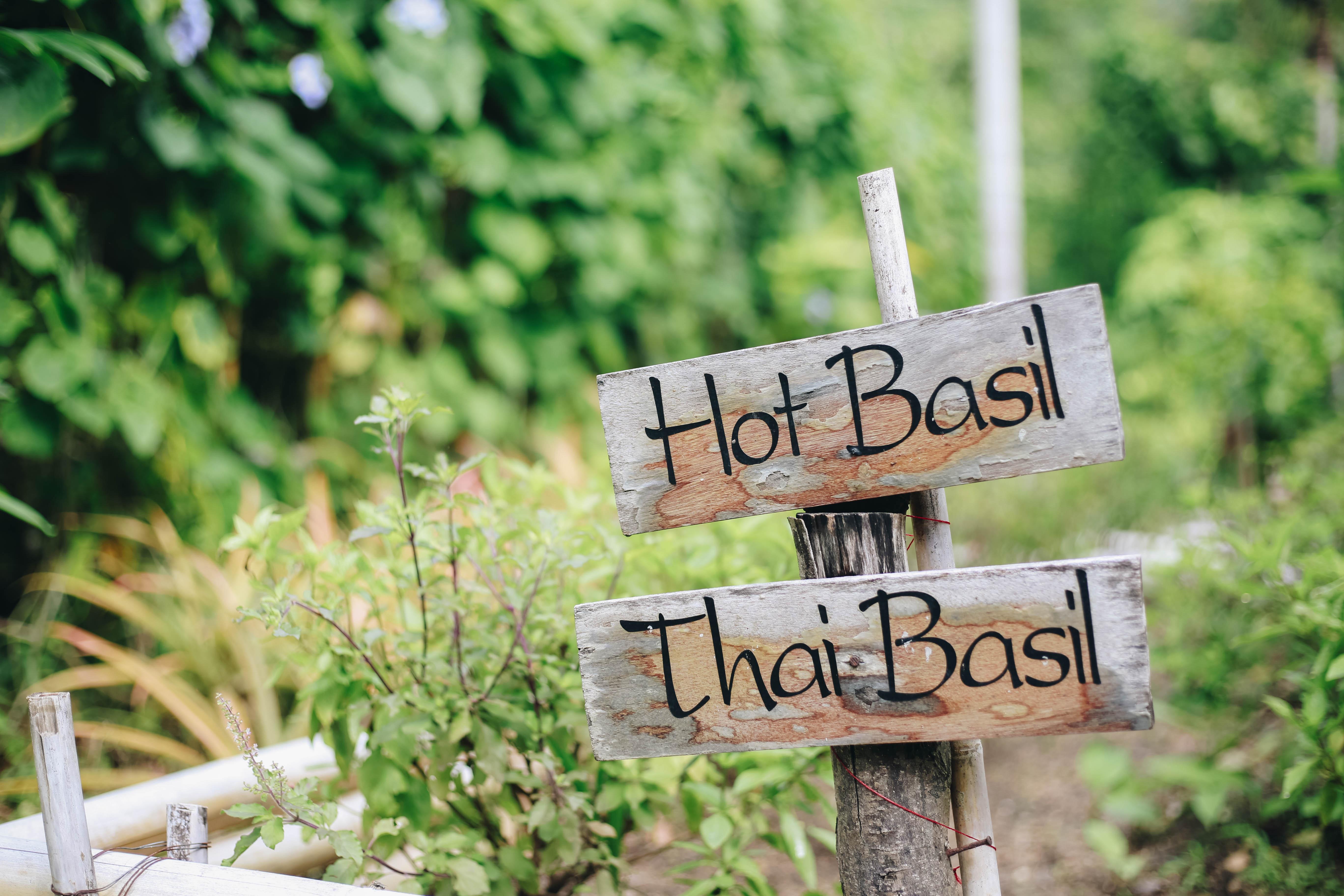 DIY Plant Labels