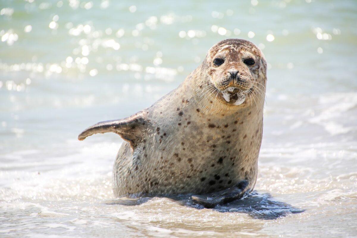 gray seal in the north sea of Germany